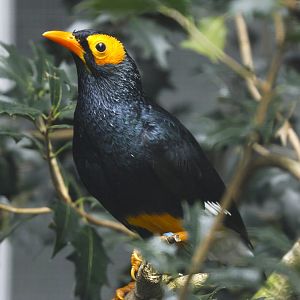 Yellow-faced myna