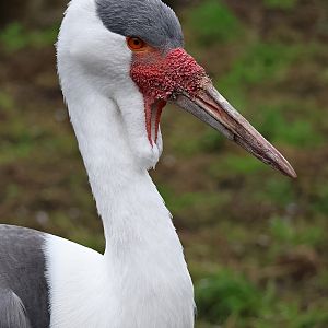 Wattled crane (Grus carunculata)