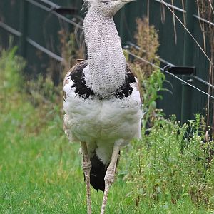 Kori bustard (Ardeotis kori)