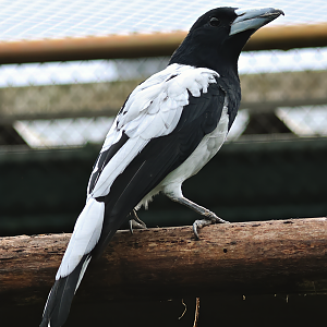 Hooded butcherbird (Cracticus cassicus)