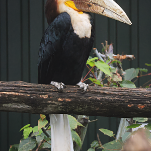 Wreathed hornbill (Rhyticeros undulatus)
