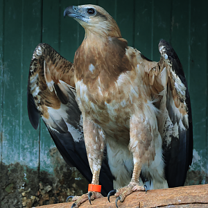 White-bellied sea eagle (Icthyophaga leucogaster)