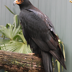Verreaux's eagle (Aquila verreauxii)