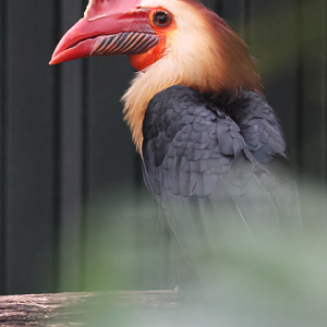 Writhed hornbill (Rhabdotorrhinus leucocephalus)