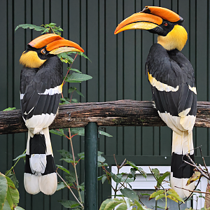 Great hornbill (Buceros bicornis)