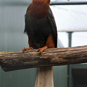 Southern rufous hornbill (Buceros mindanensis)