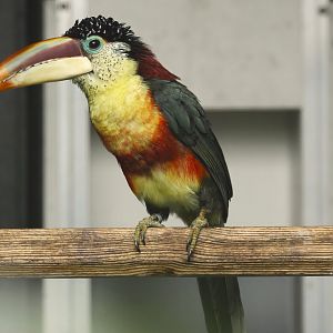 Curl-crested aracari