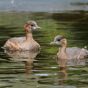 Little grebe (Tachybaptus ruficollis) - Brook Valley Zoo