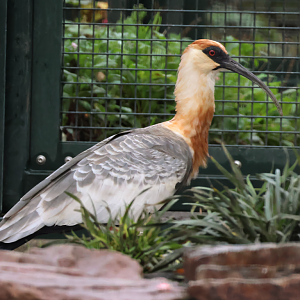 Buff-necked ibis (Theristicus caudatus) - Brook Valley Zoo