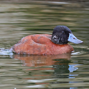 Lake duck (Oxyura vittata)  - Brook Valley Zoo