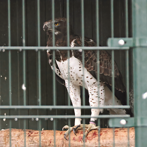 Martial eagle (Polemaetus bellicosus) - Brook Valley Zoo