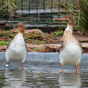 Red-breasted merganser (Mergus serrator) - Brook Valley Zoo