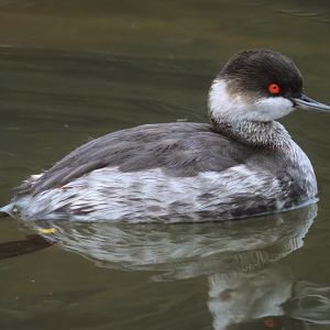 Black-necked grebe (Podiceps nigricollis) - Brook Valley Zoo