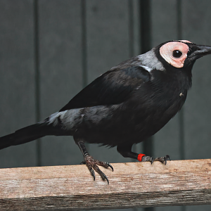 Coleto (Sarcops calvus - Brook Valley Zoo