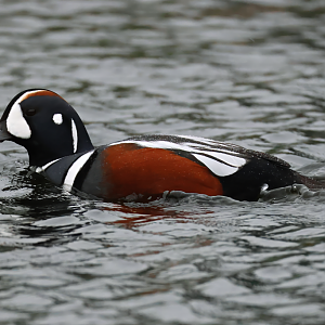 Harlequin duck (Histrionicus histrionicus) - Brook Valley Zoo