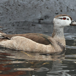 Cotton pygmy goose (Nettapus coromandelianus) - Brook Valley Zoo