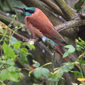 Northern carmine bee-eater (Merops nubicus) - Brook Valley Zoo