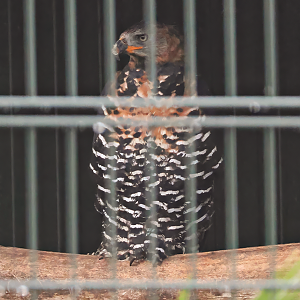 Crowned hawk-eagle (Stephanoaetus coronatus) - Brook Valley Zoo