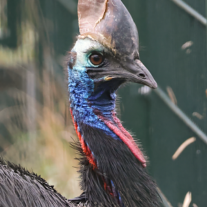 Southern cassowary (Casuarius casuarius) - Brook Valley Zoo