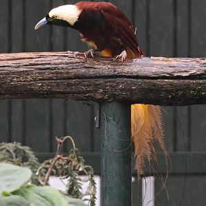 Greater bird-of-paradise (Paradisaea apoda) - Brook Valley Zoo