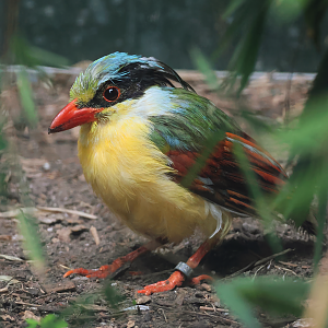 Indochinese Green Magpie (Cissa hypoleuca)