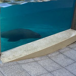 Californian sea lion