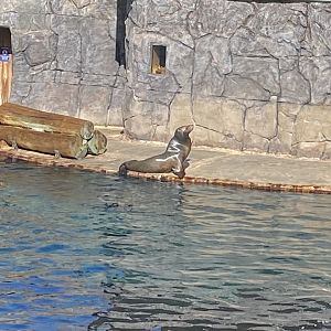 Californian sea lion