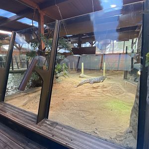 1st Nile crocodile enclosure