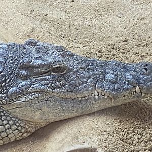 Nile crocodile close up