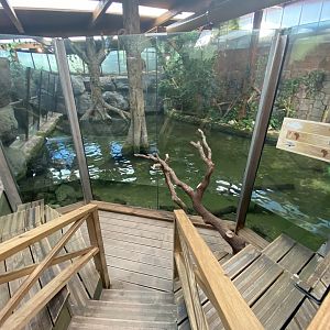 Nile crocodile and cichlid enclosure