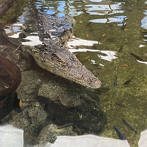 Nile crocodile image 2