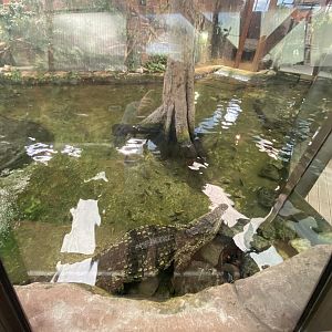 View of Nile crocodile pool