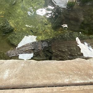 Nile crocodile image 3