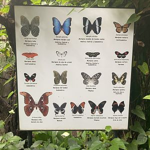 Butterfly signage