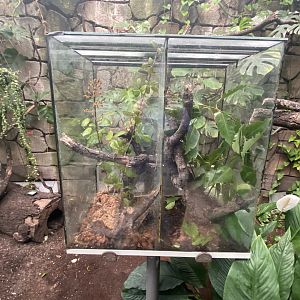 Unsigned stick insect exhibits