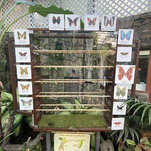 Butterfly and moth pupae cabinet