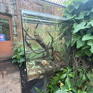 Spiny leaf insect exhibit