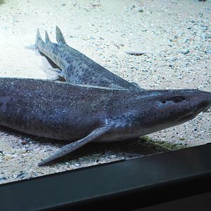 Nursehound (Scyliorhinus stellaris), 2024-03-09