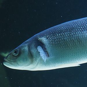 European seabass (Dicentrarchus labrax), 2024-03-09