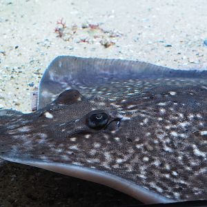 Thornback ray (Raja clavata), 2024-03-09