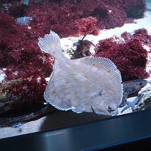 European plaice (Pleuronectes platessa), Small-spotted catshark (Scyliorhinus canicula) and Spiny starfish (Marthasterias glacialis), 2024-03-09