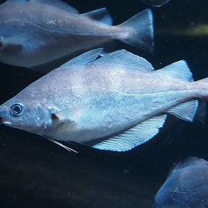 Pouting (Trisopterus luscus), 2024-03-09