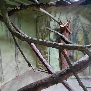 Squirrel + clouded rat exhibit