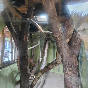 Squirrel + clouded rat exhibit