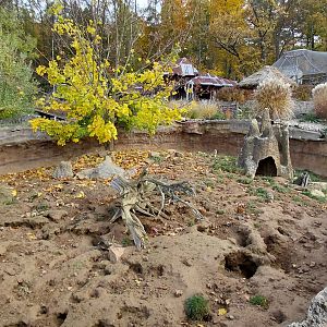 Meerkat outdoor exhibit