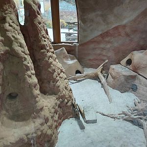 Meerkat indoor exhibit