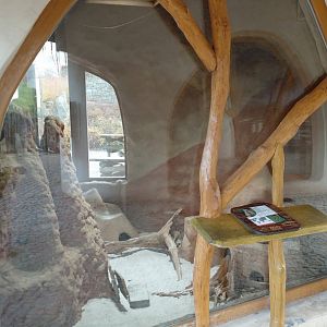 Meerkat indoor exhibit