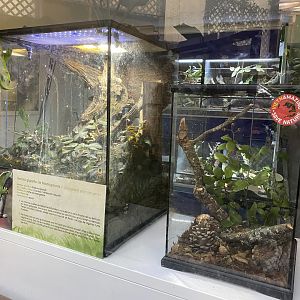 Madagascar giant day gecko exhibit and other unsigned exhibits