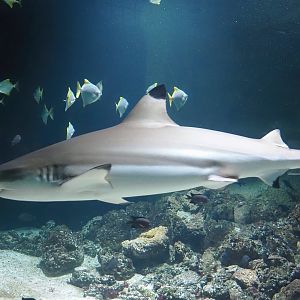 Blacktip reef shark (Carcharhinus melanopterus), 2024-03-09