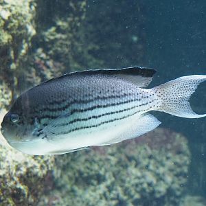 Blackstriped angelfish (Genicanthus lamarck), 2024-03-09